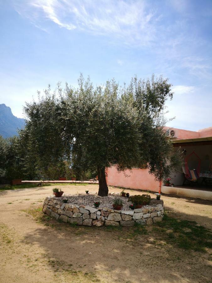 אוליאנה Villa L'Oleandro מראה חיצוני תמונה